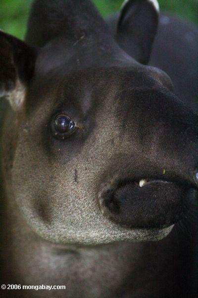 Nahes headshot eines Tapir