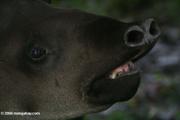 Headshot eines Tapir (Tapirus terrestris)