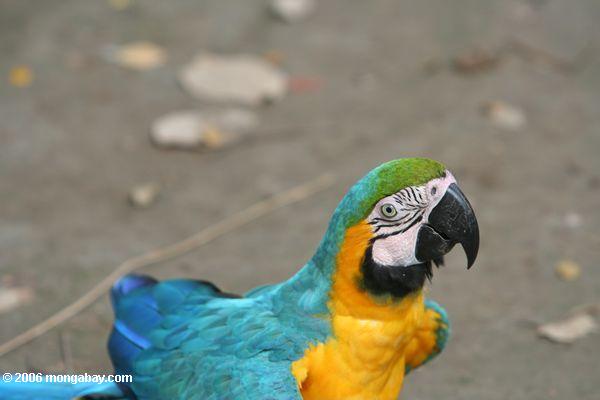 Blau-und-gelbes Macaw (Ara ararauna)