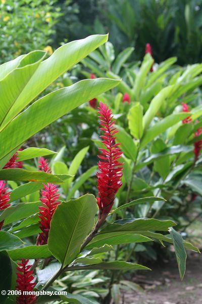 Rot-purpurrotes Heliconia