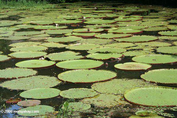 Victoria amazonica Wasserlilien im Amazonas