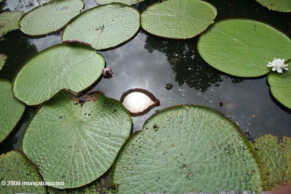 Amazon water lilies in Colombia