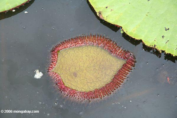 Rote eingesäumte Amazonas Wasserlilie