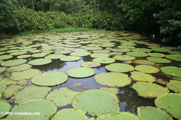 Oxbow See füllte mit Amazonas Wasserlilien in Kolumbien