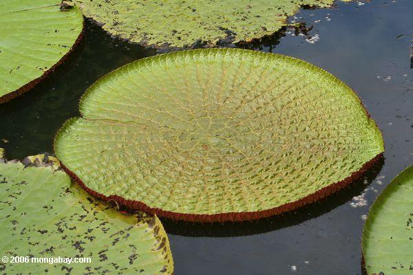 Junge riesige Amazonas Wasser-Lilie, Victoria amazonica