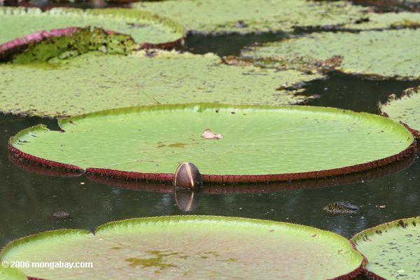 Knospe einer riesigen Amazonas Wasserlilie blühen, welche die Oberfläche von einem oxbow See Leticia-Amazonas