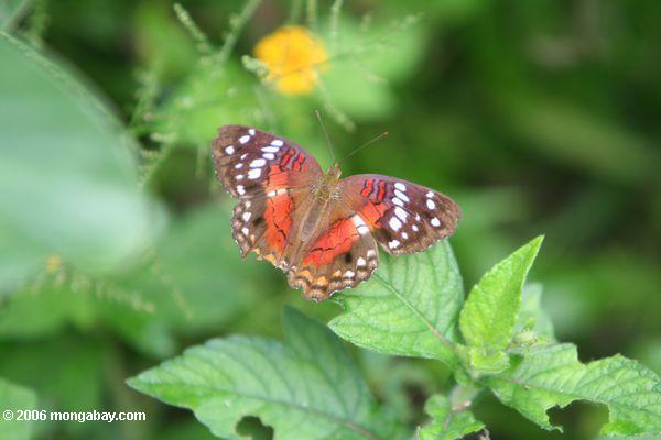 Mit den roten, weißen, lavendar und orange Markierungen Leticia-Amazonas buterfly