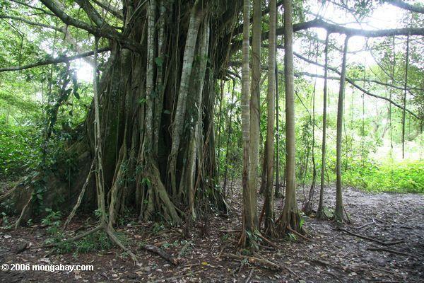 Zerstreung Wurzeln geben Unterstützung für einen Banyon Baum im Amazonas