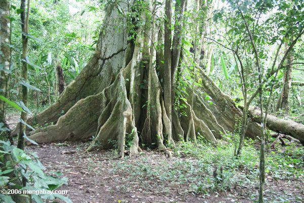 アマゾンの熱帯雨林の木のルーツを強調する