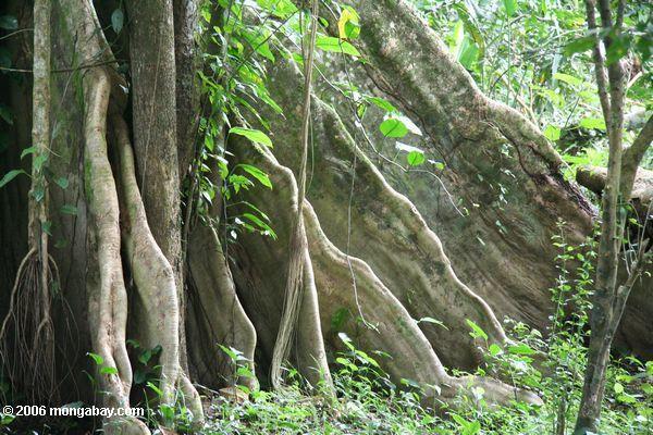 Strebepfeilerwurzeln geben Unterstützung für einen Amazonas rainforest Baum