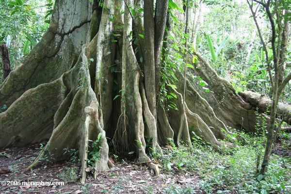 浅根熱帯雨林の林冠の木々はしばしばサポートのためにルーツを強調している