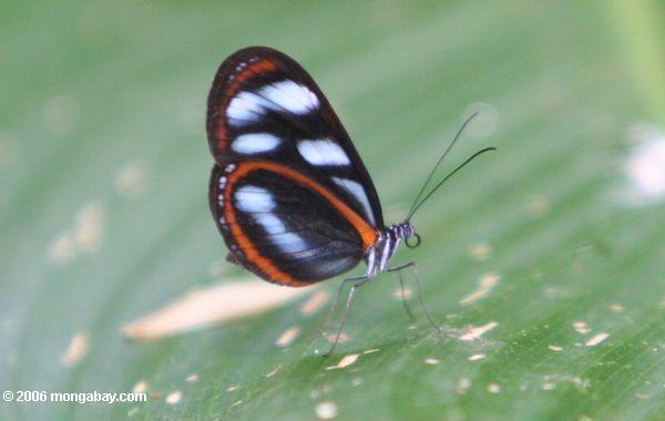 черный, оранжевый и светло-голубой бабочки на heliconia лист