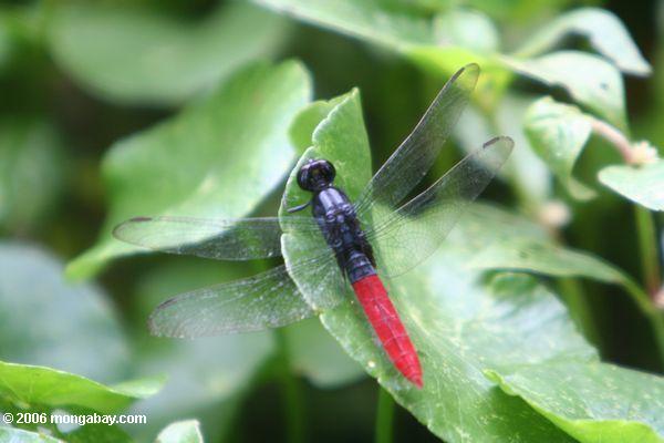Libelle mit roten rearparts Leticia-Amazonas