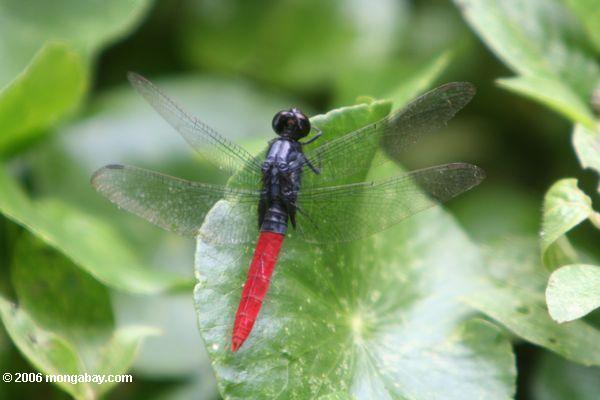 Schwarze Libelle mit roten hinteren Teilen (Abdominal- Segmente)