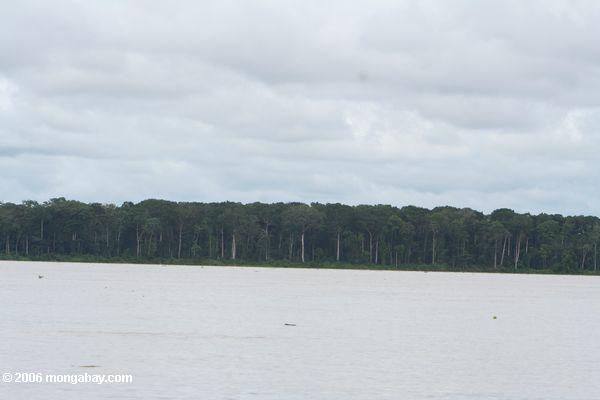 Floodplain (varzea) Wald entlang dem Amazonas Fluß