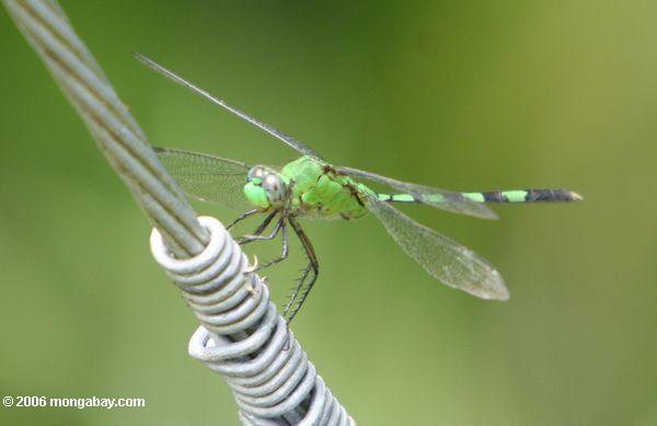 Grüne Libelle mit dem Wechseln der grünen und schwarzen Abdominal- Segmente