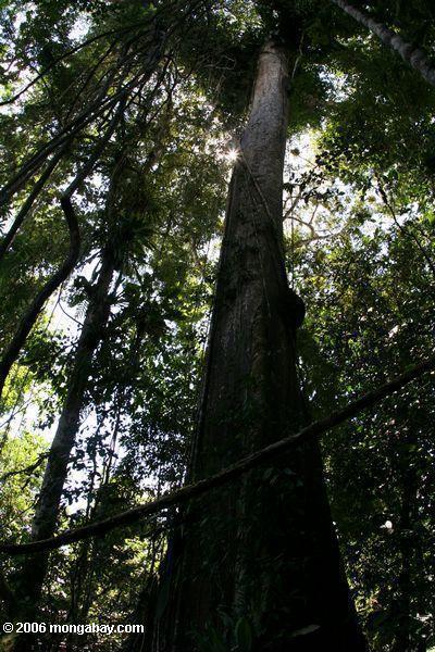 Riesiger Ceiba Baum im kolumbianischen Amazonas