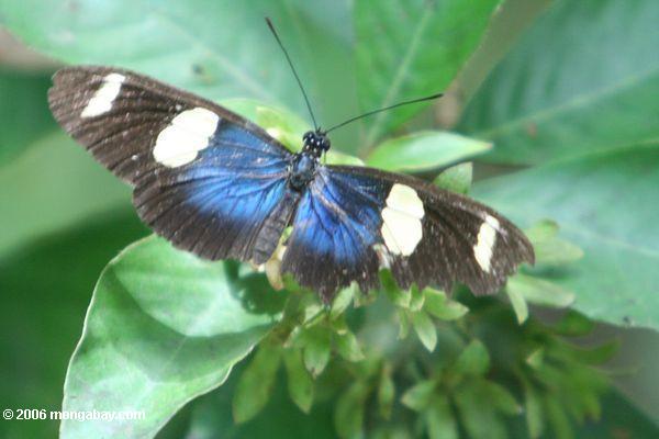 Schwarzer Schmetterling mit den blauen und gelben Punkten