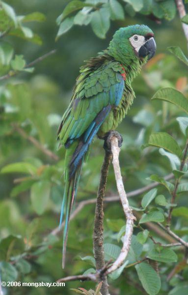 Grünes macaw
