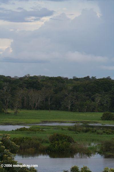 Amazonas Wiese nahe Puerto Narino