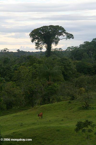 コロンビアアマゾンの牛の放牧