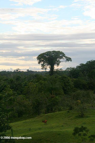 コロンビアのアマゾンの熱帯雨林で牛の放牧地の森林伐採