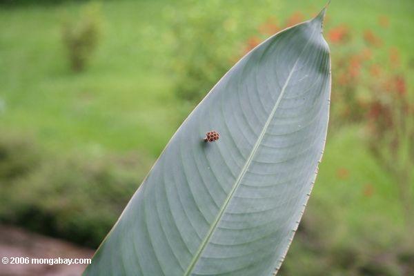 Kleines Hornissenest auf einem Heliconia Blatt