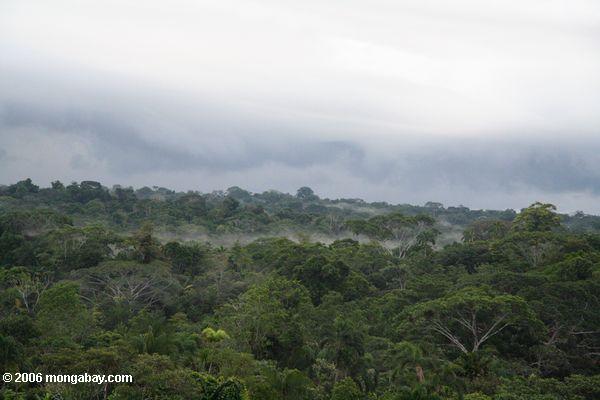 Nebel, der vom Amazonas rainforest Leticia-Amazonas