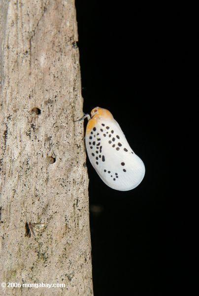 Weißes Insekt mit schwarzen Punkten und einem orange Haupt