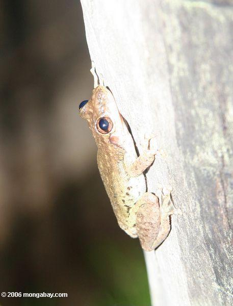 красно-snouted treefrog (ololygon RUBRA) [ID неопределенным]