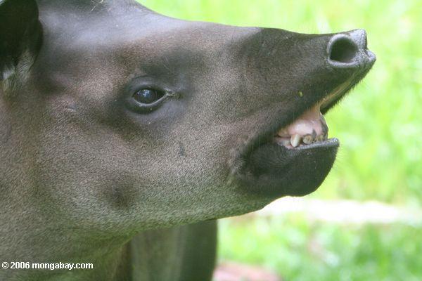 Ein Gesicht nur eine Mutter konnte - den Tapir Leticia-Amazonas