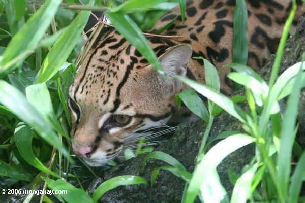 Ocelot (Leopardus pardalis) sein Opfer Leticia-Amazonas