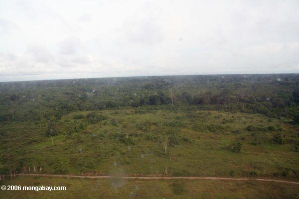 Abholzung (Luftaufnahme)
