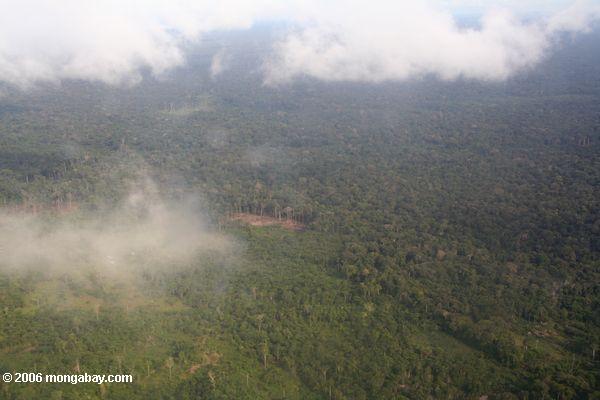スラッシュの飛行機を見ると、コロンビアのアマゾンの熱帯雨林の森林をクリア熱傷