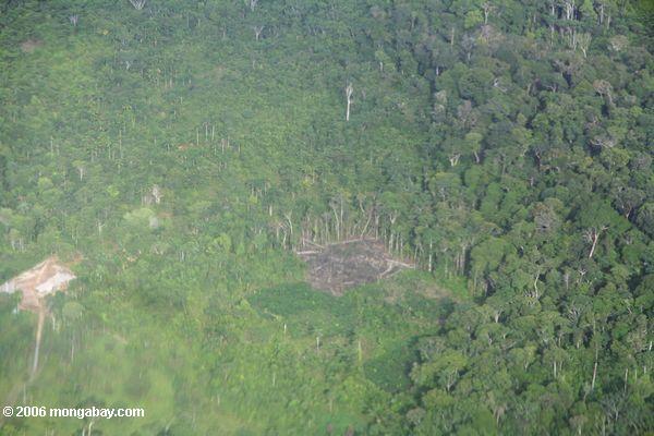 Luftaufnahme eines Fleckens von gelöschtem rainforest im kolumbianischen Amazonas