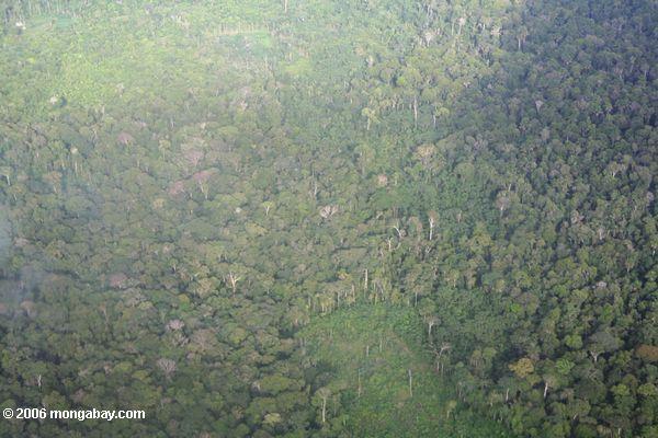 Luftaufnahme der Wald- und Kleinlandwirtschaftlichen Reinigung im kolumbianischen Amazonas