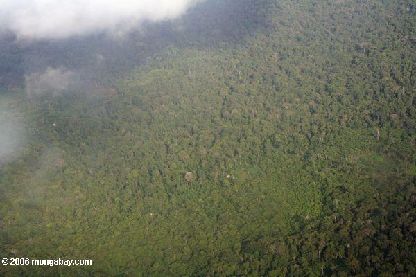 Ansicht von einem Flugzeug von Amazonas rainforest Leticia-Amazonas
