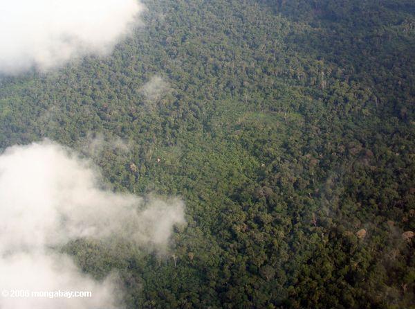 Mögliche Kokaplantage im Amazonas rainforest