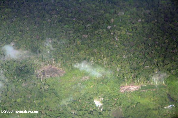 Swidden Landwirtschaft im Amazonas rainforest