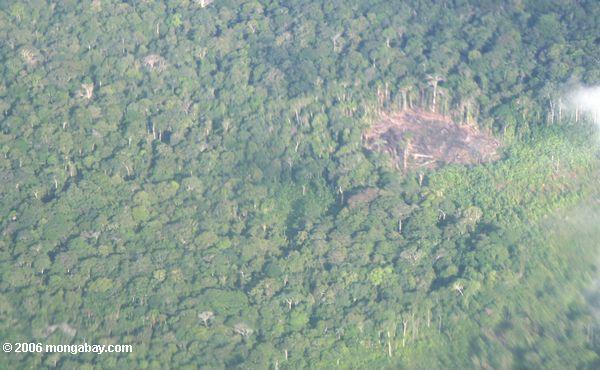 Flache Ansicht von Schrägstrich-und-brennen Waldreinigung im Amazonas