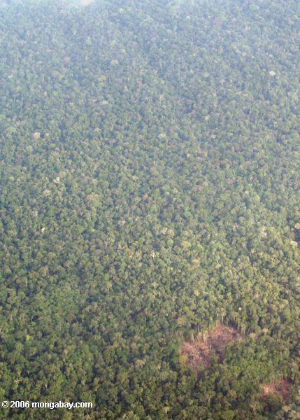 Luftaufnahme der wahrscheinlichen eingeborenen Waldreinigung im Amazonas rainforest von Kolumbien