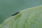 Green, turquoise, orange, and sky-blue leafhopper insect