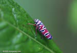 Multicolored leafhopper insect