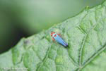 Electric blue and orange leafhopper