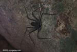 Tail-less whip scorpion