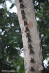 Long-nosed Bats (Rhynchonycteris naso) mimicking a vine on a tree trunk