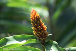 Ginger plant