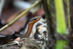 Salmon-bellied Snake (Mastigodryas melanolomus)