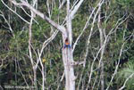 Scarlet macaws nesting in a tree hollow