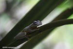 Gladiator tree frog (Hyla rosenbergi)